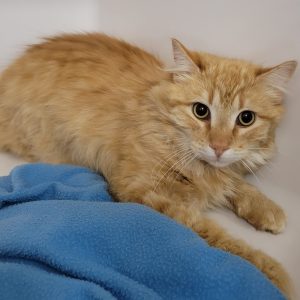 Picture of Mango
