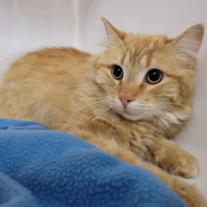 Picture of Mango