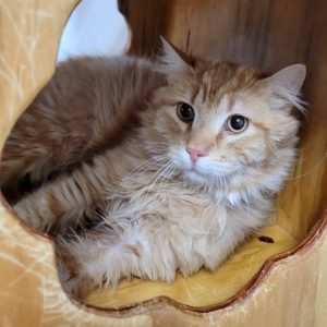 Picture of Mango