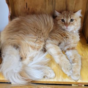 Picture of Mango