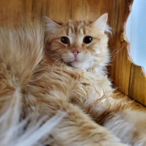 Picture of Mango