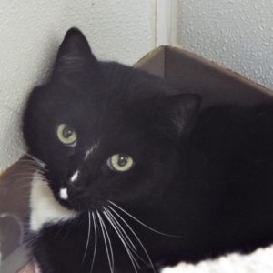 Picture of Mister
