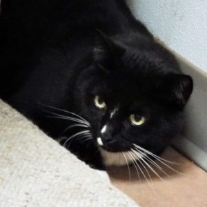 Picture of Mister
