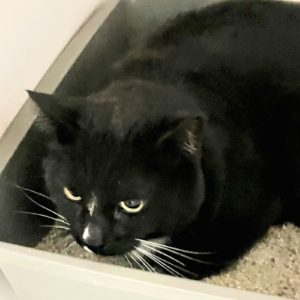 Picture of Mister