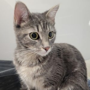 Picture of Nala