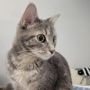 Picture of Nala