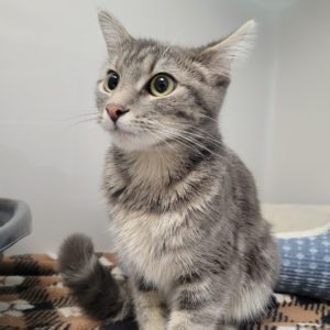 Picture of Nala