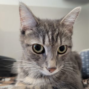 Picture of Nala