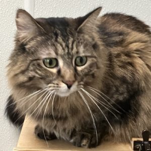 Picture of Nalalicious
