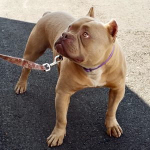 Picture of Rocky
