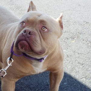 Picture of Rocky