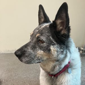 Picture of Sheba