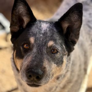 Picture of Sheba