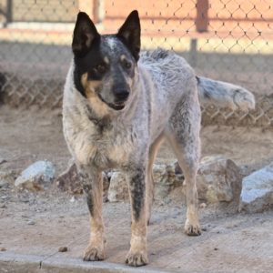 Picture of Sheba