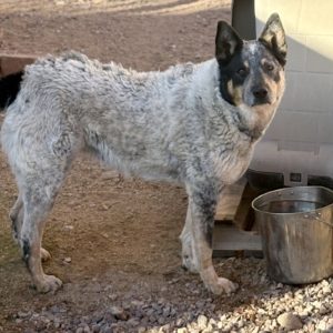 Picture of Sheba