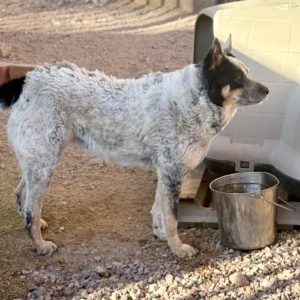 Picture of Sheba