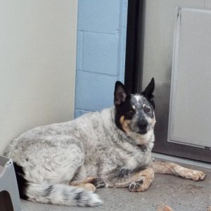 Picture of Sheba