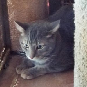 Picture of Simba