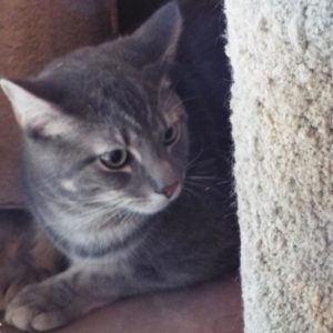 Picture of Simba