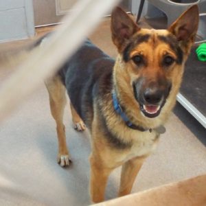 Picture of Skye