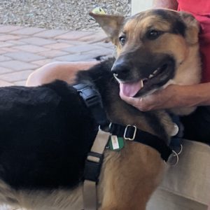 Picture of Skye