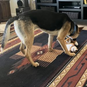 Picture of Skye