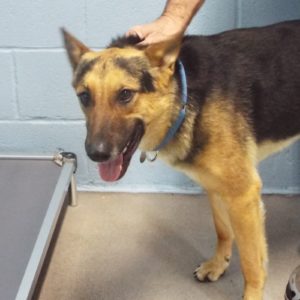 Picture of Skye