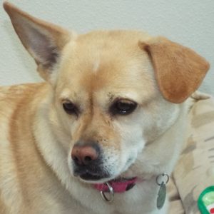 Picture of Sugar