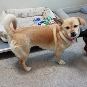 Picture of Sugar