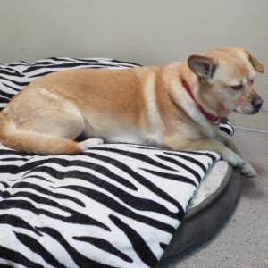 Picture of Sugar