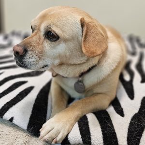 Picture of Sugar