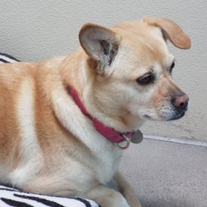 Picture of Sugar