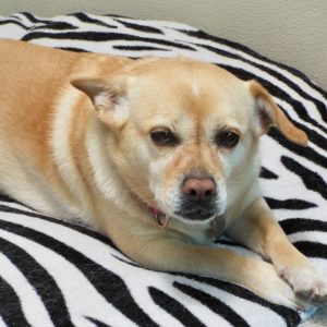 Picture of Sugar