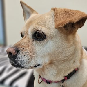 Picture of Sugar