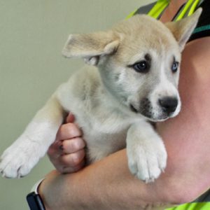 Picture of Sweet Pea