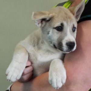 Picture of Sweet Pea