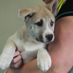 Picture of Sweet Pea