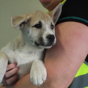 Picture of Sweet Pea