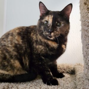 Picture of Sweetie Pie