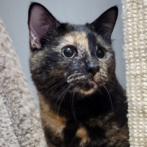 Picture of Sweetie Pie