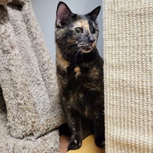 Picture of Sweetie Pie