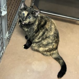 Picture of Sweetie Pie