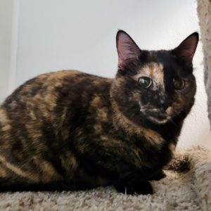 Picture of Sweetie Pie