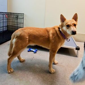 Picture of Tilly