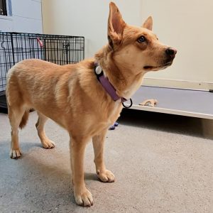 Picture of Tilly