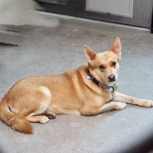 Picture of Tilly