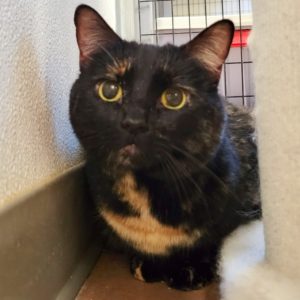 Picture of Tinkerbell