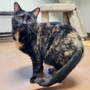 Picture of Tinkerbell