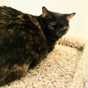 Picture of Tinkerbell