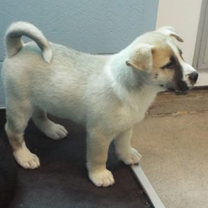 Picture of Daffodil